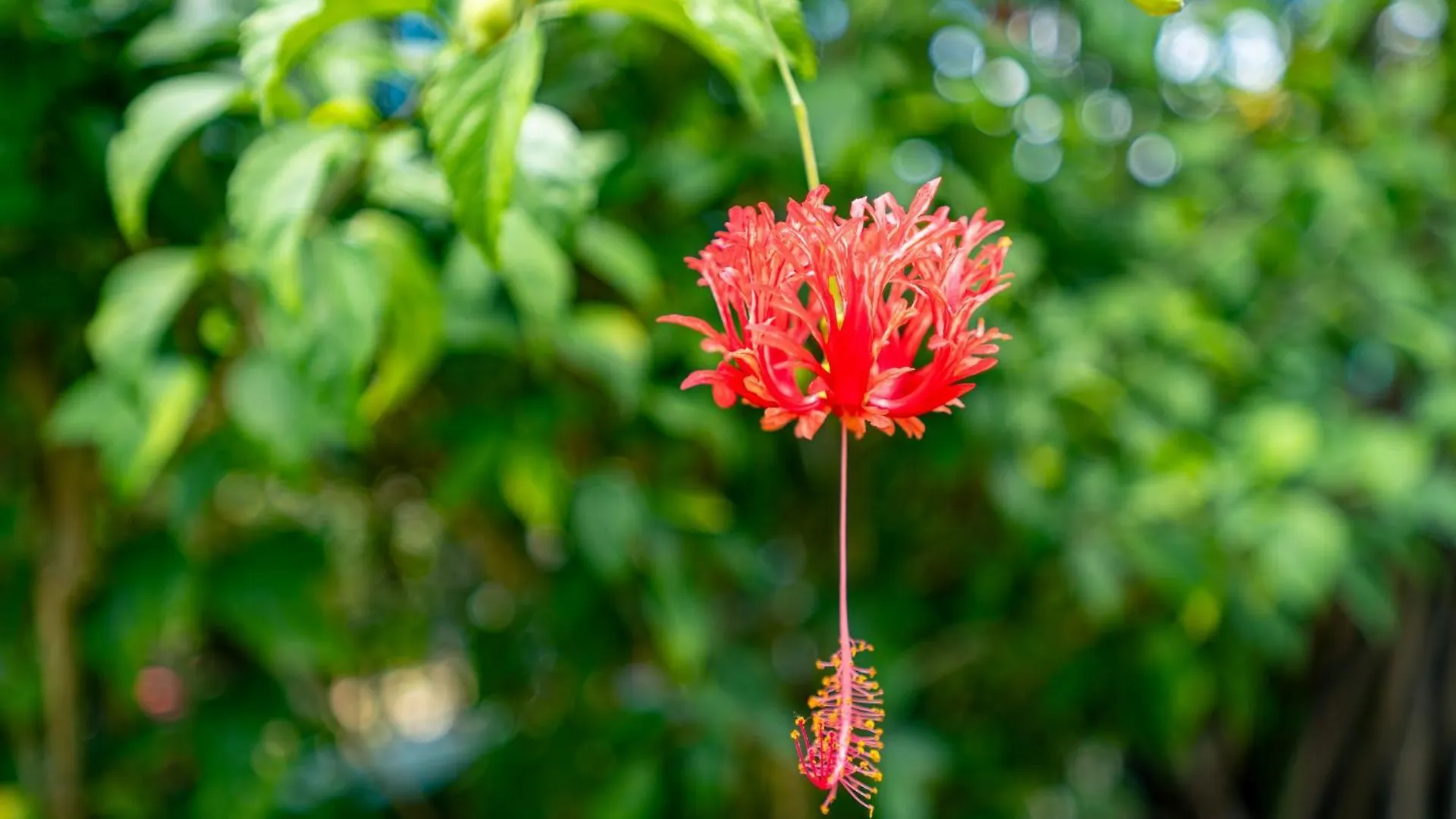 Lemongrass Lodge Beau Vallon